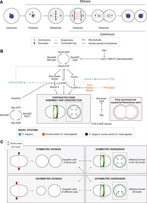 Diversity is the spice of life: An overview of how cytokinesis regulation varies with cell type